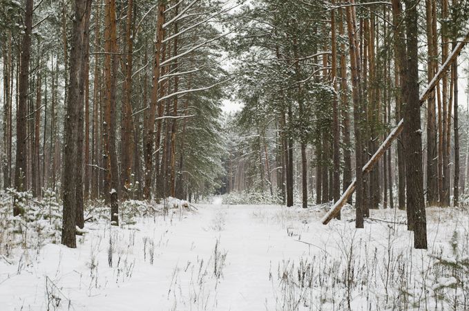 Wintry forest with tall trees