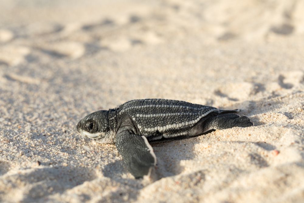 Baby turtle crawling on sand to water