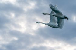 Trumpeter Swans in flight on cloudy day in McGregor, Minnesota