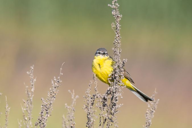 Yellow Lesser goldfinch on flower