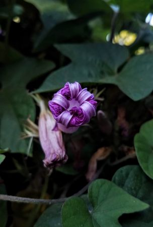 Violet purple furled blossom