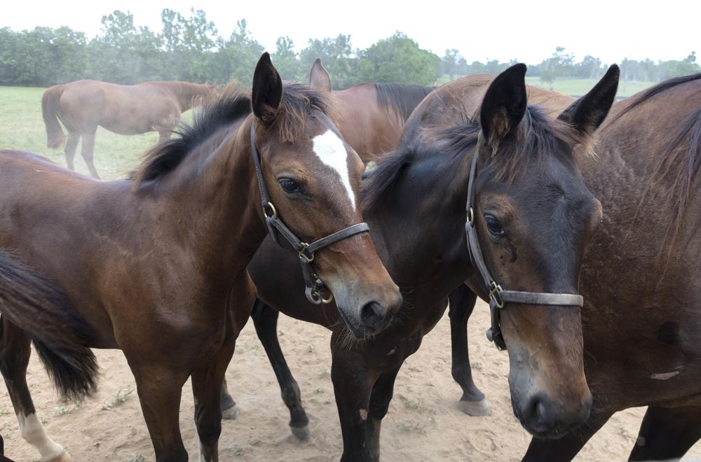 Cane Run Farm, a breeding farm for standard-bred horses near Georgetown, Kentucky