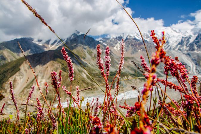 Small red flowers in foreground of mountains in Fairy Meadows, Pakistan