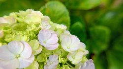 background of flowers blooming in spring