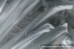 Close up of spider web on aloe plant 5QYNe5