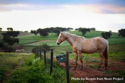 Beige horse on green grass field during daytime 0grn3b