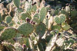 Close-up cactus