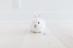 Light rabbit on light floor