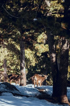 Wild sheep pasturing between trees and snow