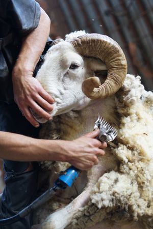 Crop man shearing sheep in barn