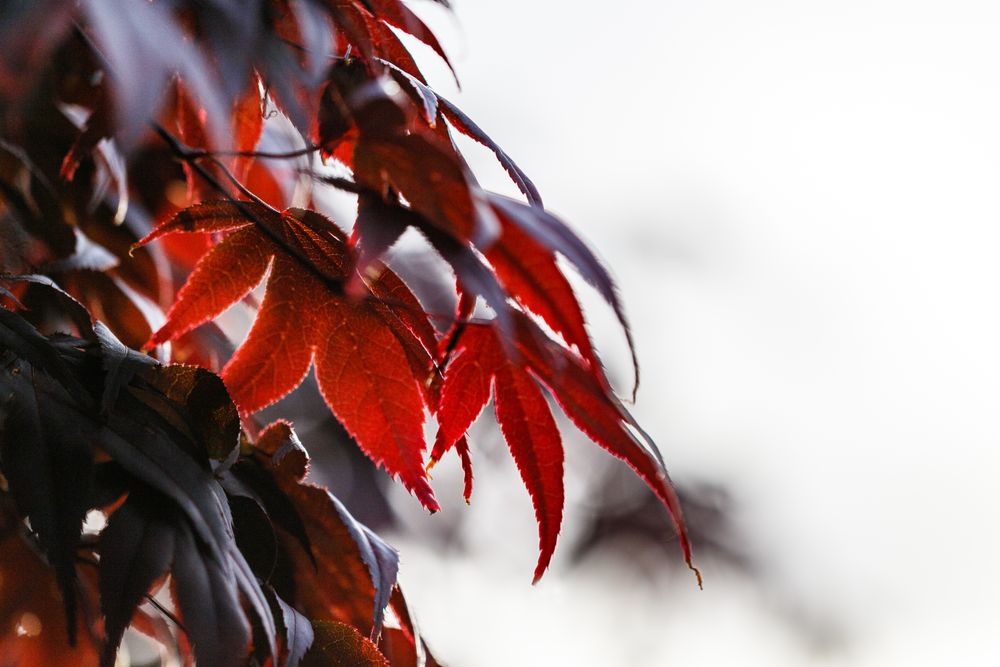 Bright red leaves on overcast day