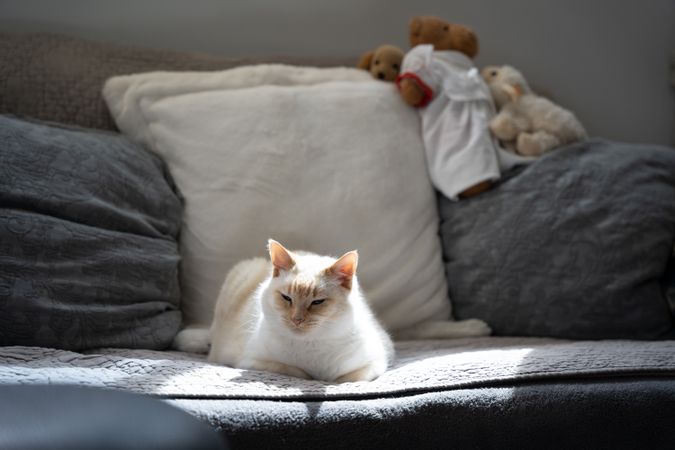 Beautiful cat sitting on a sofa with some stuffed animals in the background