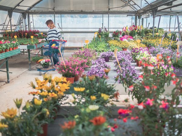 Female choosing plants for garden on flower market