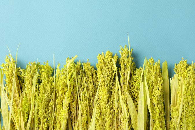 Row of yellow flowers on blue background