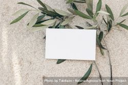 Blank business card on textured background with olive tree branch 0PjNBe