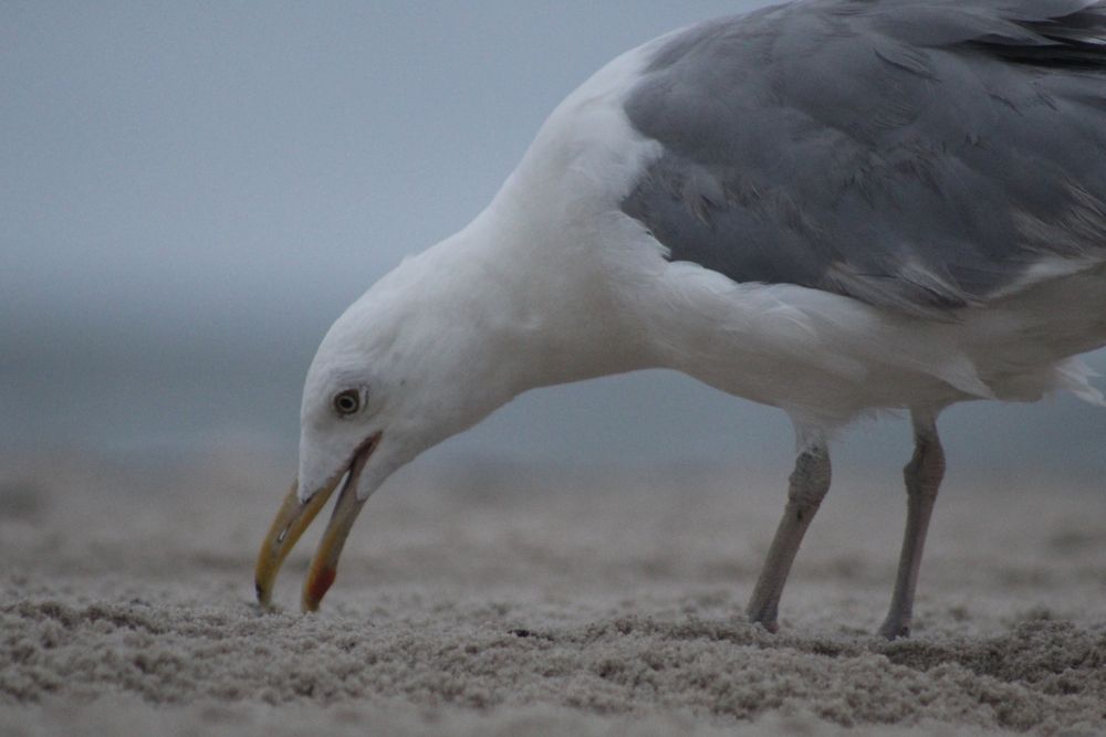 Western gull on brown sand