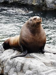 Steller Sea Lion (Eumetopias jubatus), the Beachmaster