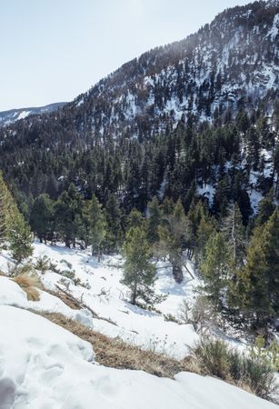 Picturesque view of mountains with forest in snow