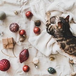 Flat-lay of holiday decoration, with knitted sweater, and cat top view