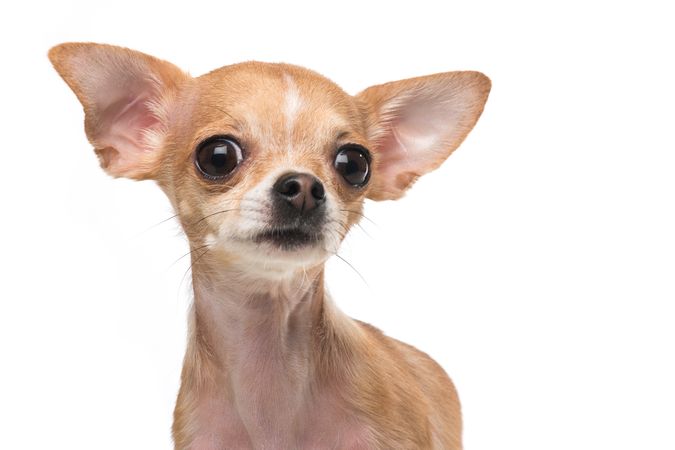 Cute chihuahua dog portrait isolated at a light background