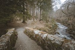 Pathway in spring forest park