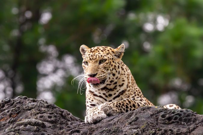 Leopard Relaxing