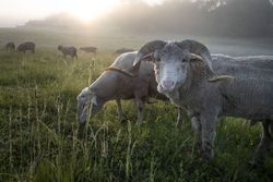 Sheep grazing in a field at sunrise 4Zlq90
