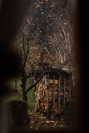 Large supply of dry firewood