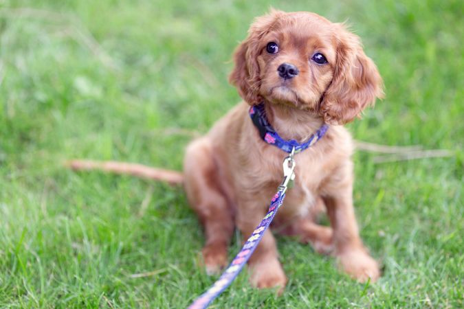 Cavalier spaniel sitting on the grass with leash on