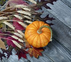 Joys of the autumn season