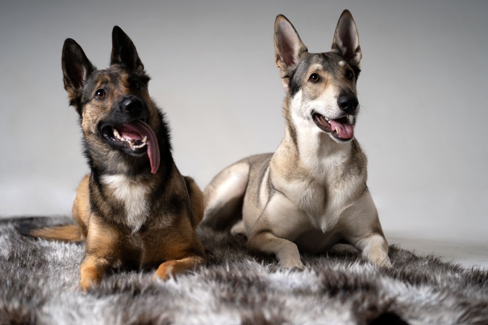 American Wolfhoud and a German Shepherd posing on rug
