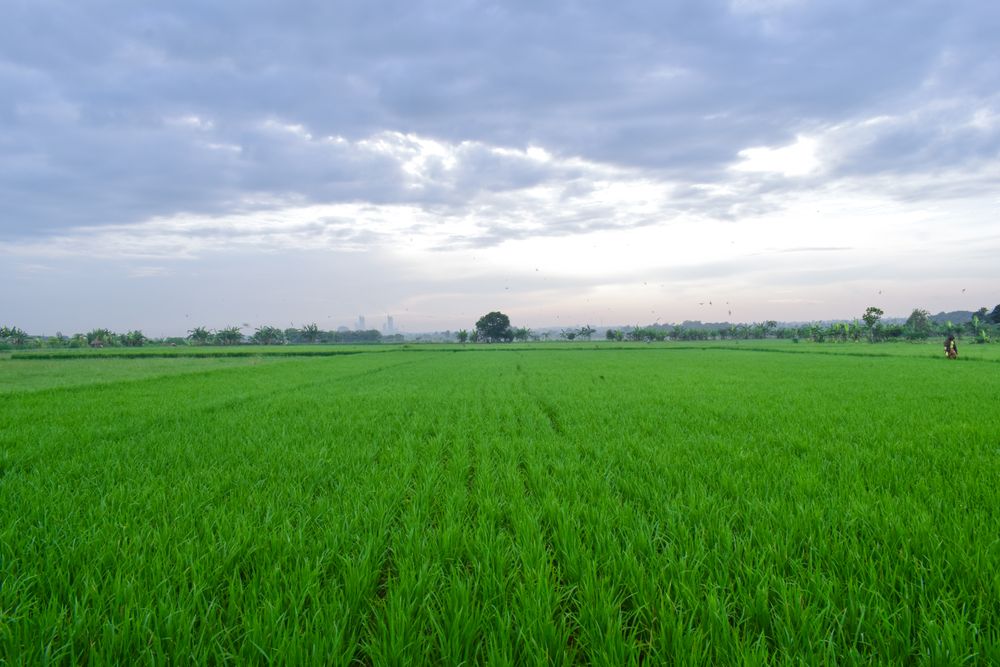 Agricultural field surrounded by trees in the distance on overcast day