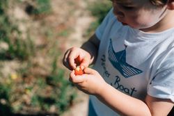 Kid holding a strawberry
