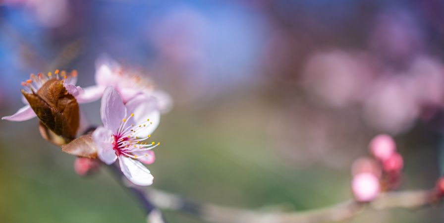 Close up of cherry blossom on branch with blurred background
