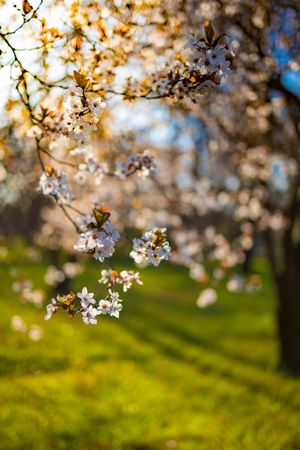 Cherry blossom hanging from a tree in a park, vertical