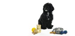 Dog sitting tall with cans of food, a bowl and toys with copy space