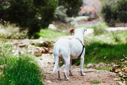 Dog standing outside looking away