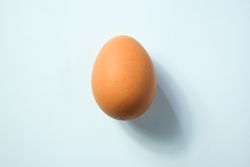 Brown egg on table