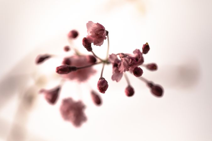 Feathery pink cherry blossom flowers and buds with light background with selective focus