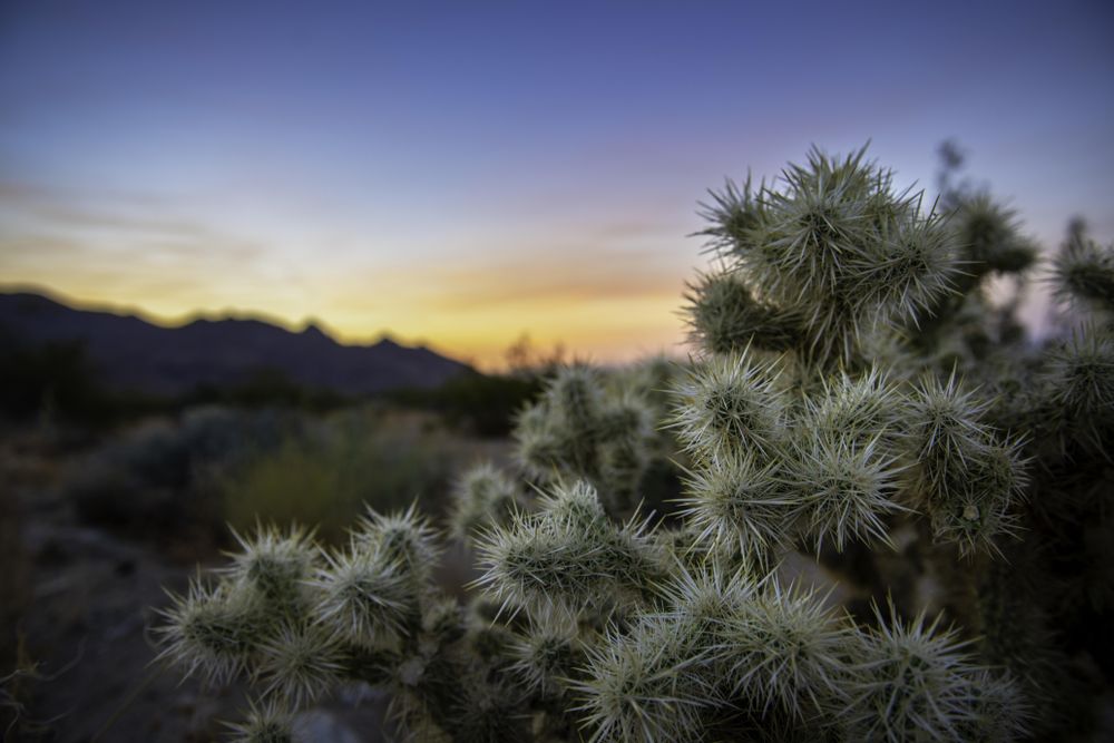 Cholla cactus at sunset near North Backcountry Board
