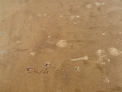 Footprints in wet sand
