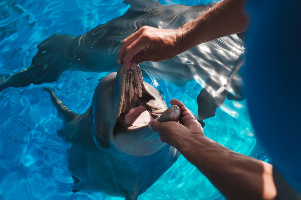 Crop unrecognizable person checking dolphin teeth