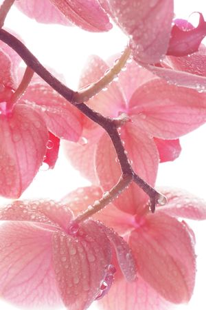 Close-up pink orchid flowers with drops on light background