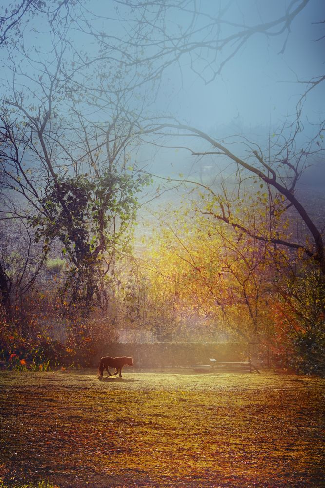 Pony in autumnal field