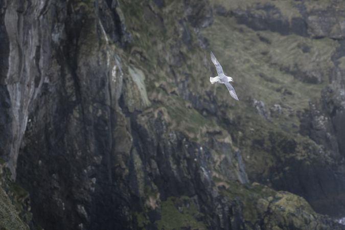 Bird flying above mountain