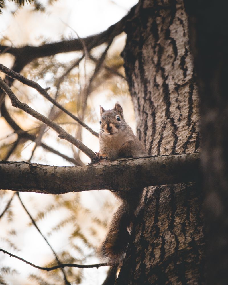 Brown squirrel on brown tree branch