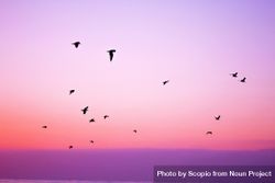 Silhouette of birds flying under pink sky during sunset 4dkVn5
