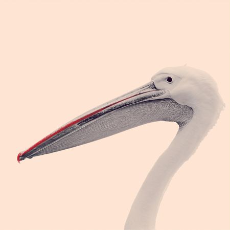 Headshot of  great pelican