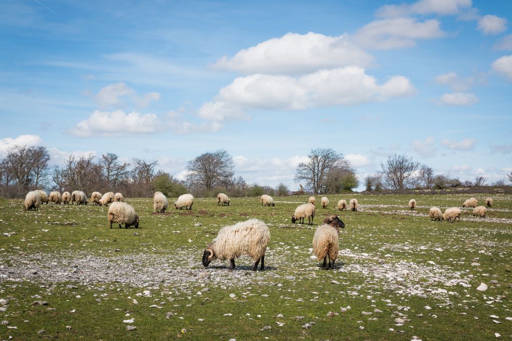 Herd of mountain sheep in field