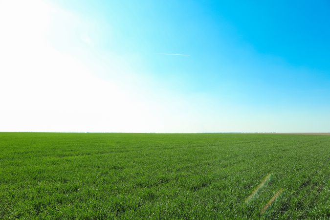 Green grass field, space for text. Beautiful spring greenery